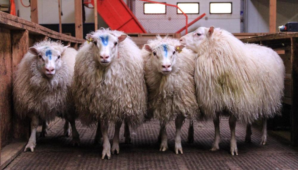 Hof í Vatnsdal旅馆