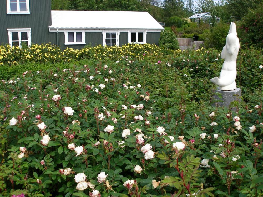 アウサスコリ（Asaskoli）