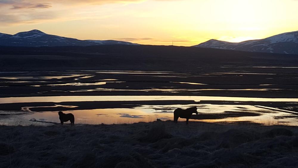 霍夫斯塔迪乡村酒店 | Hofsstadir Country Hotel