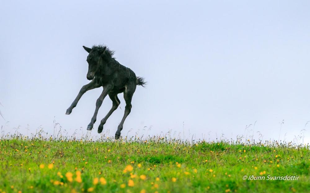 Sydra Skordugil Guesthouse