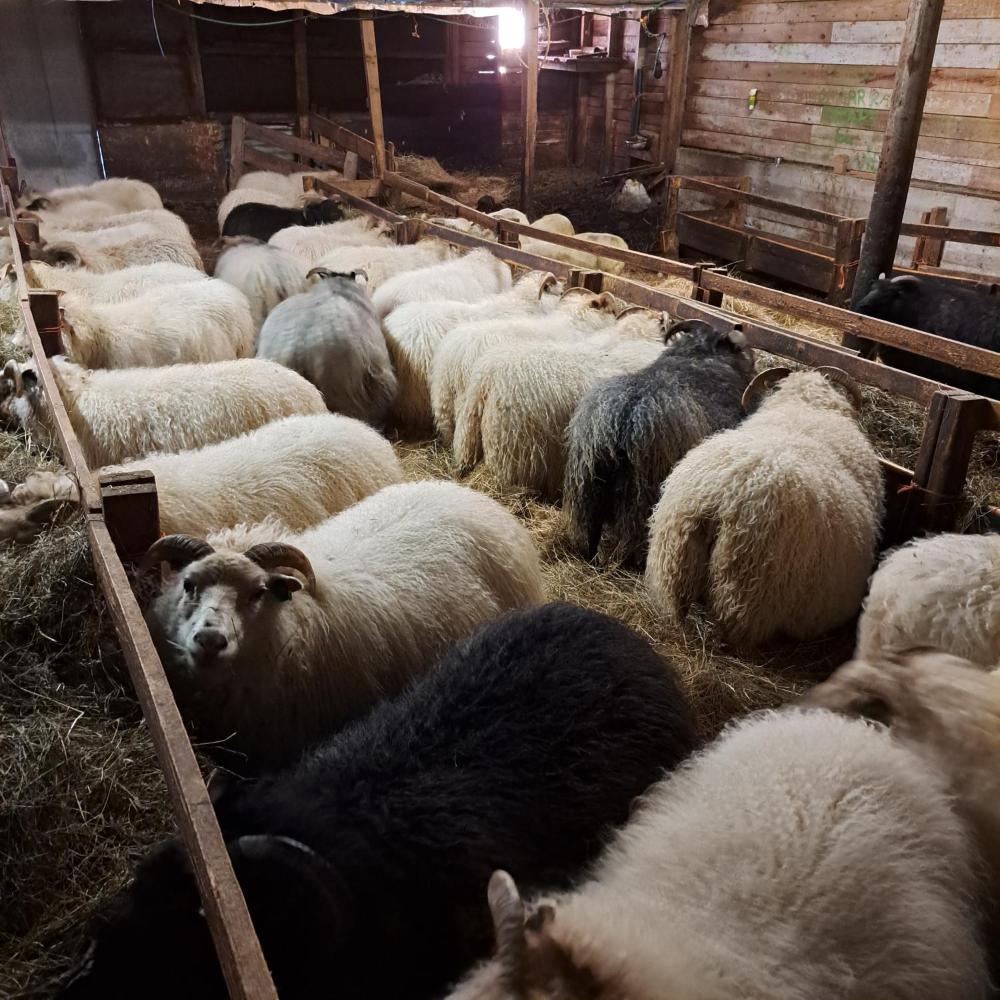 Kaldbakur Guesthouse