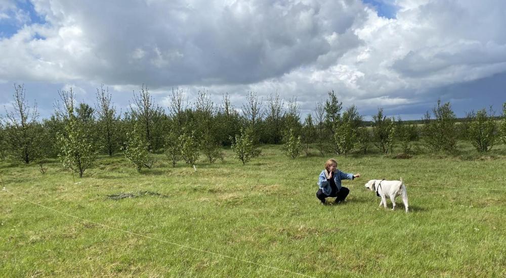 Ugla Gistihus (Ugla Guesthouse)