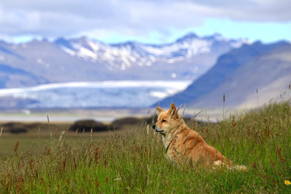 Miđsker 1（Miđsker 1）