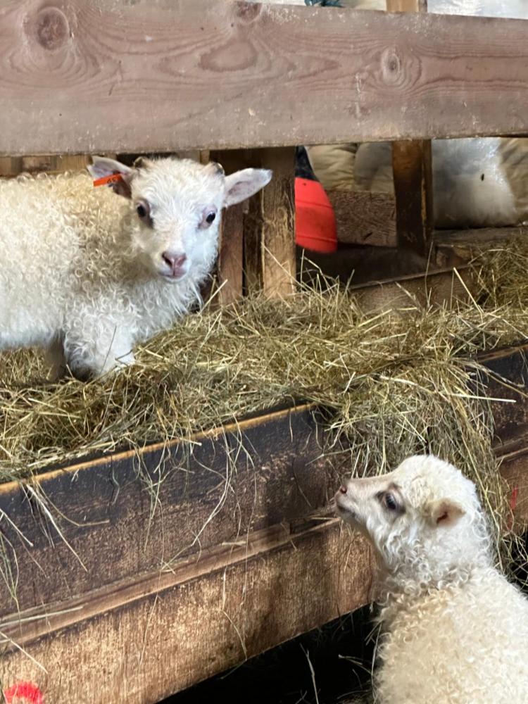 Selið Farm Stay - Guesthouse