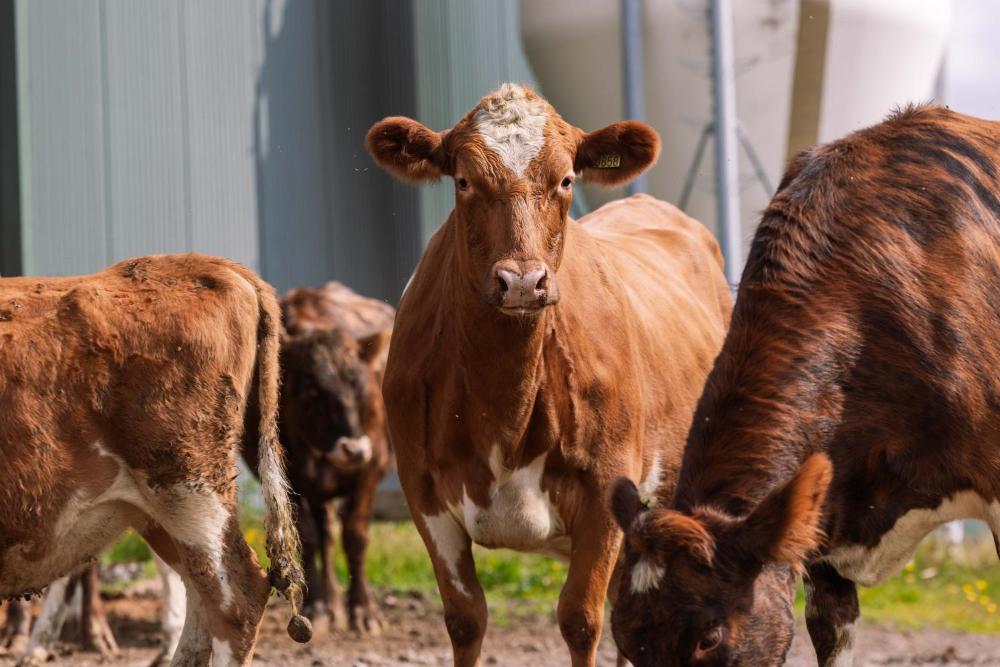 艾夫斯蒂达鲁农场酒店 | Efstidalur Farm Hotel