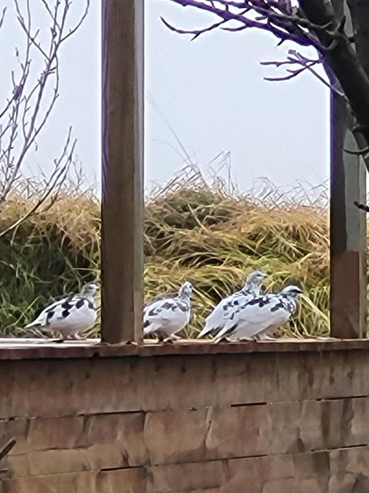 โวนาร์แลนด์