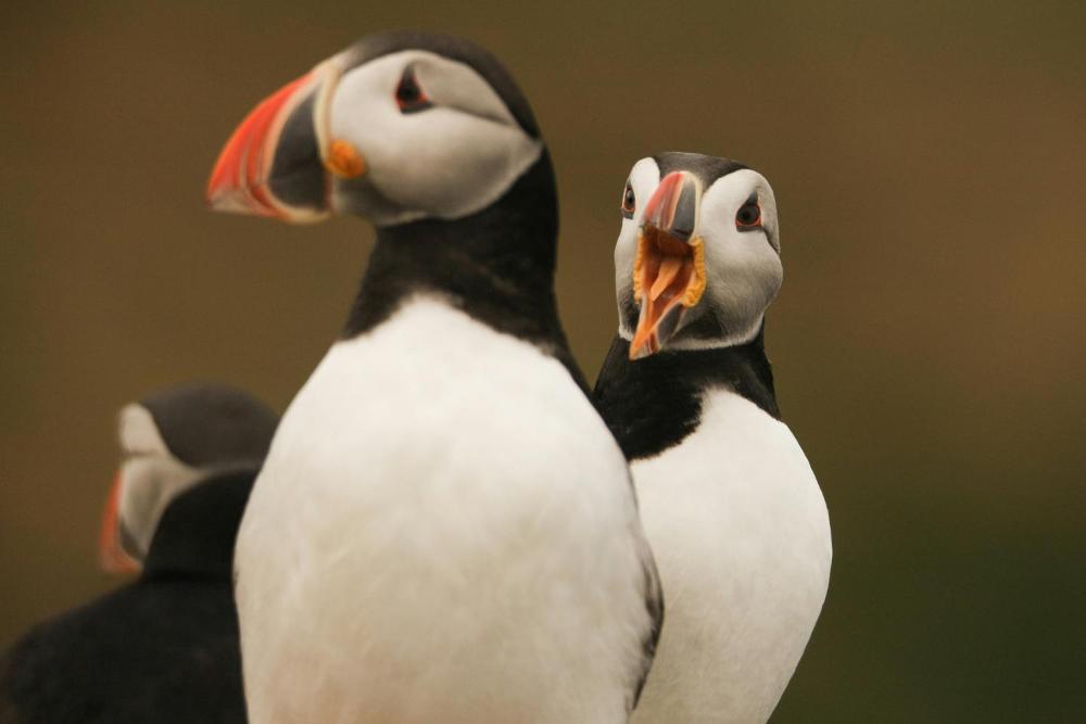 피어 아파트먼트(Pier Apartments)