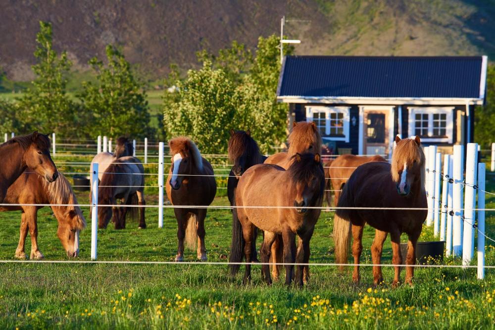 Akurgerði旅馆2号 - 田园生活风情 (Akurgerði Guesthouse 2 - Country Life Style)