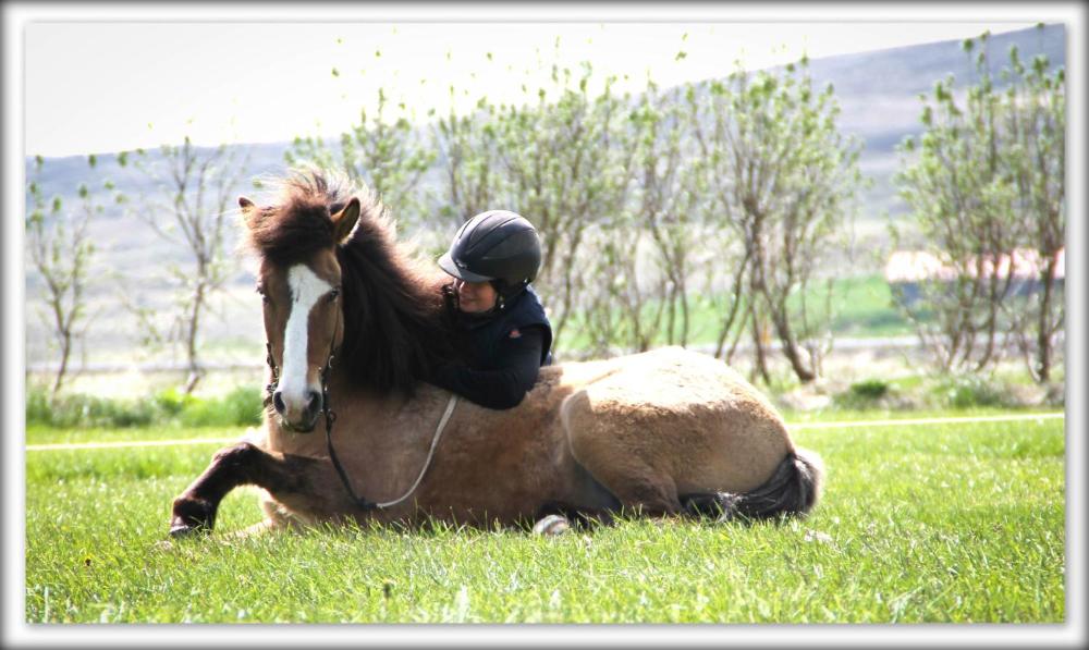 戴利宾馆 | Dæli Guesthouse