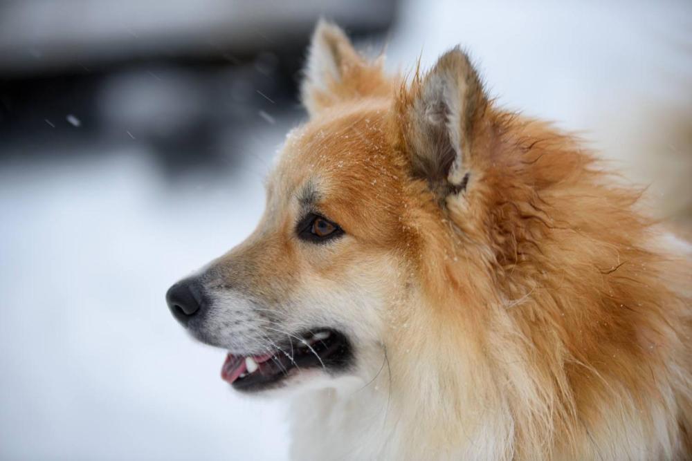 Erpsstadir乡村小屋(Erpsstadir Cottage)