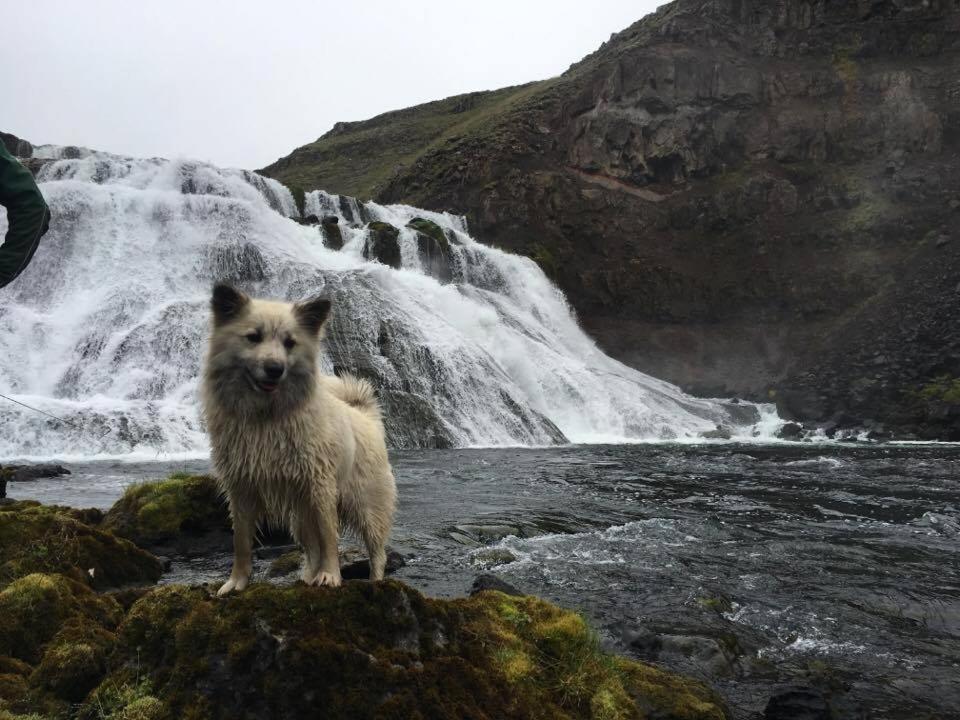 Hof í Vatnsdal旅馆