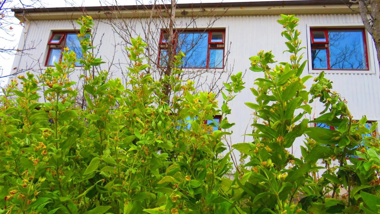 칼파펠스타두르 게스트하우스 | Kálfafellsstadur Guesthouse