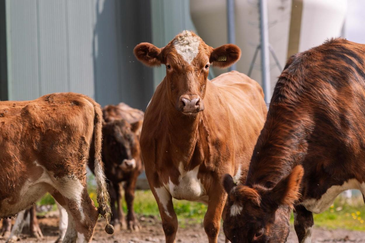 Efstidalur Farm Hotel