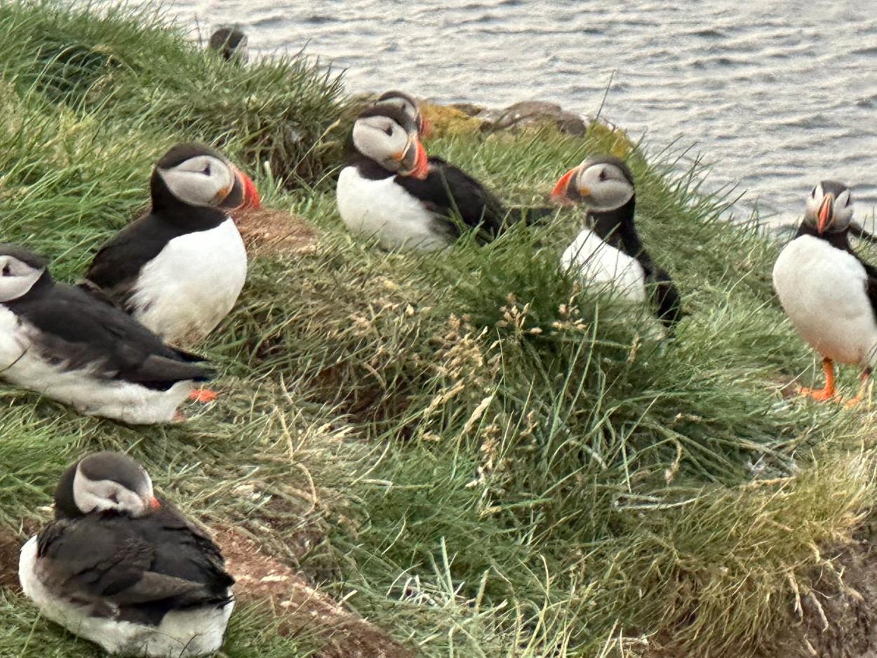 阿尔夫海玛酒店 | Álfheimar Hotel