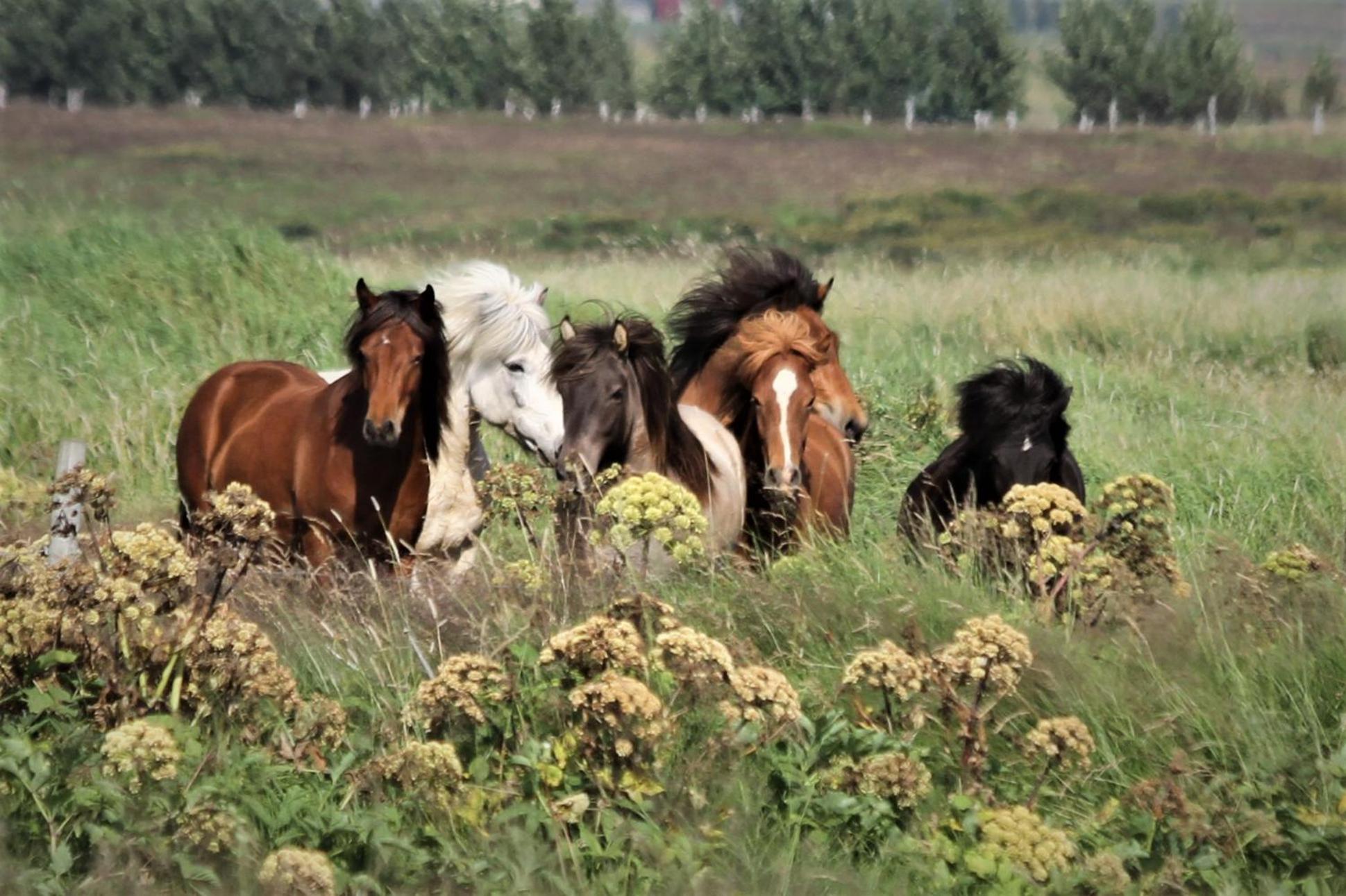 Strýta公寓2号（Strýta Apartment 2）