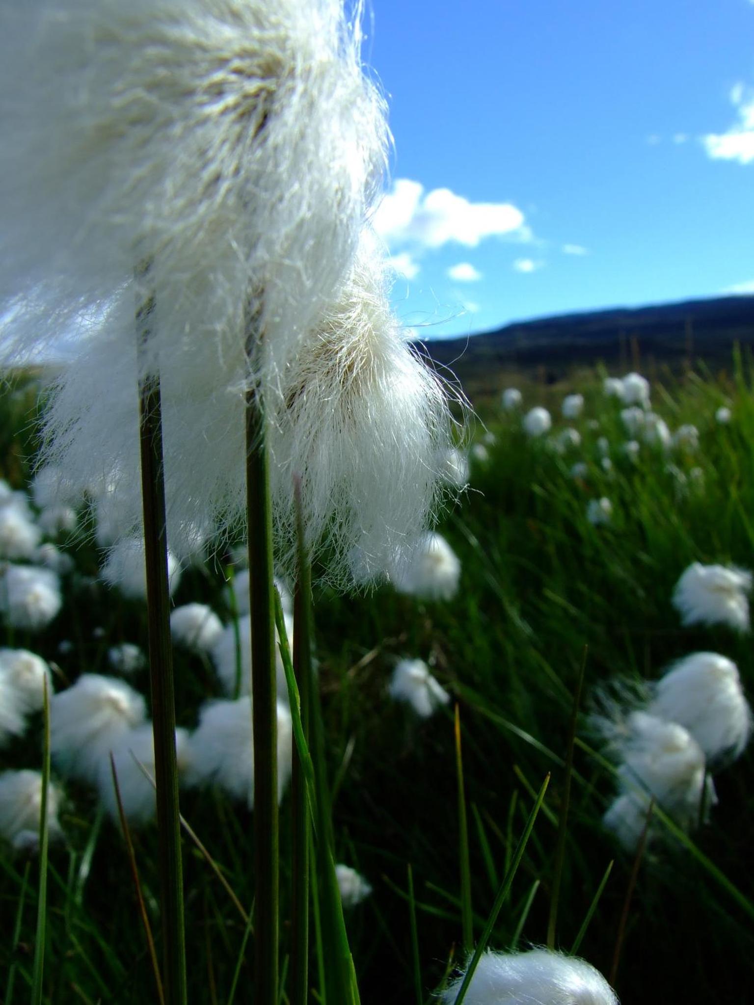 ฟาร์มโซลวาเนส