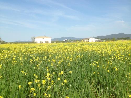 Il Grano di Bramante Agriturismo Grosseto