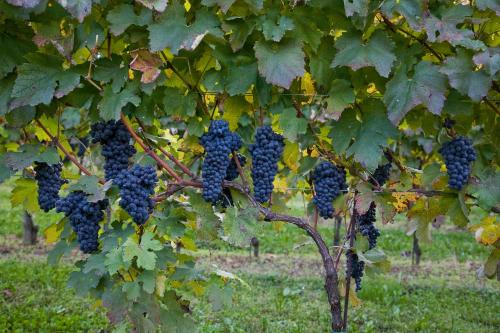 Agriturismo Arneroni