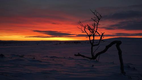 Arctic Aurora Borealis cottages