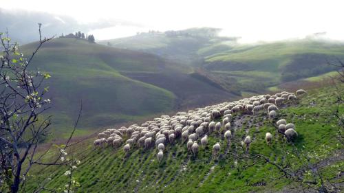 Fattoria Lischeto