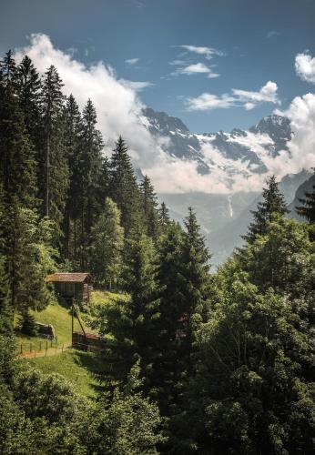 Edelweiss