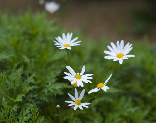 Ta' Bertu Host Family Bed & Breakfast