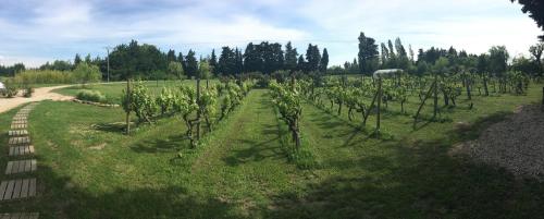 Safraniere Des Sorgues