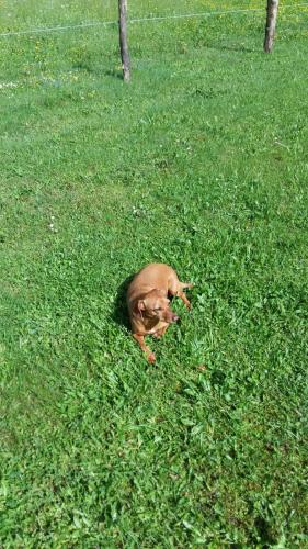 Purgstaller Pension Bauernhof