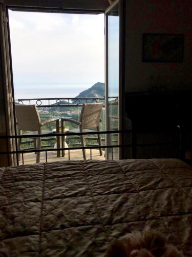 B&B Chincamea