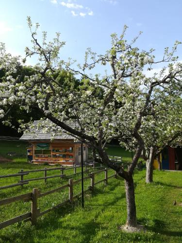 Apartments and rooms Cerkovnik