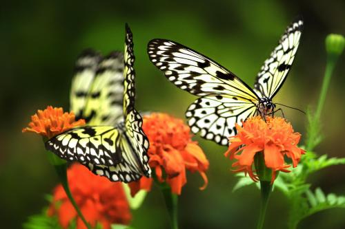 Eden Nature Park and Resort