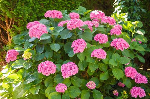 Bed And Breakfast & Vakantieapartment Hoorn