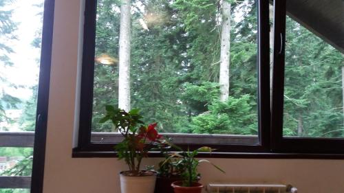 Green Forest Apartments