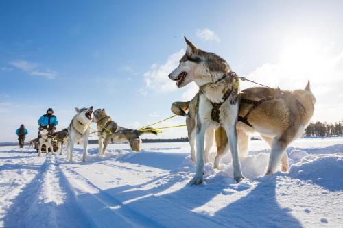 Wilderness Hotel Muotka