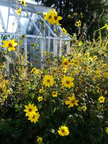 Perenner Pa Bakgarden