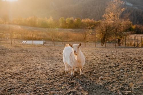Agriturismo Le Piagge