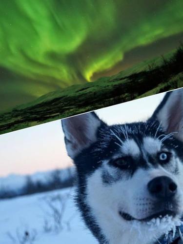Abisko Net Hostel & Huskies