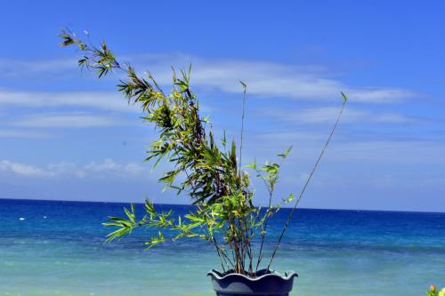 Bamboo Beachhouse