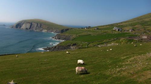 The Dingle Pub