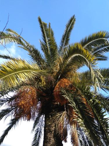 Studio Apartments 6 Palmi