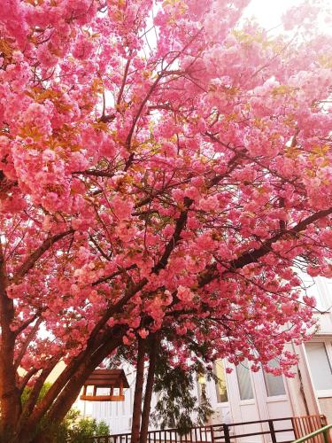 Unicorniselit Apartmanok