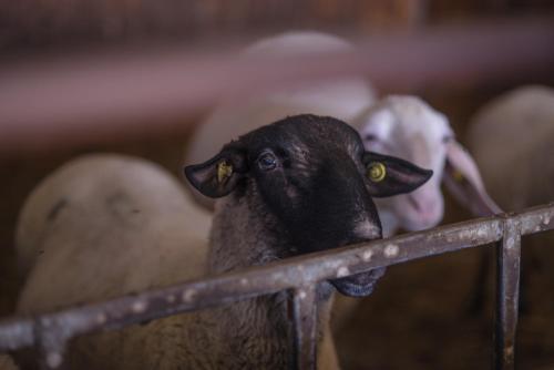 Il Dosso Agriturismo