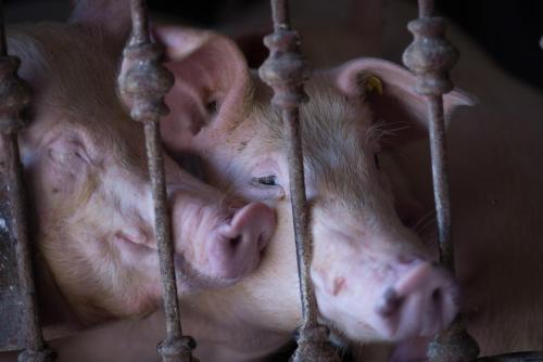 Il Dosso Agriturismo