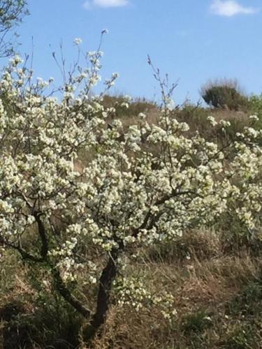 Las Persianas Azules