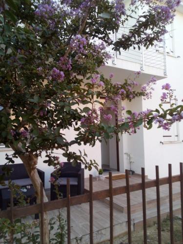 The Judas Trees