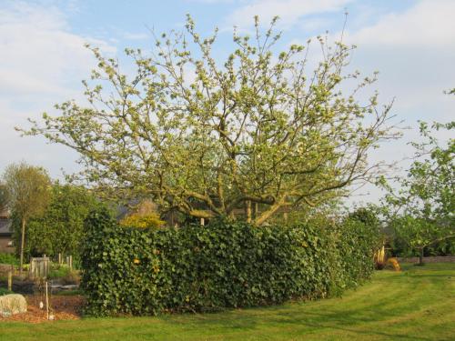 B&B Kleintje Eleveld