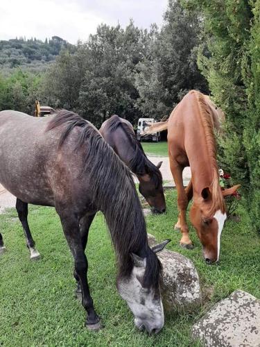 Agriturismo Frantoio Valiani