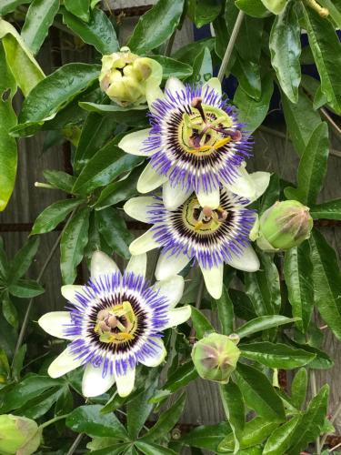 Bed & Breakfast Zonnedauw