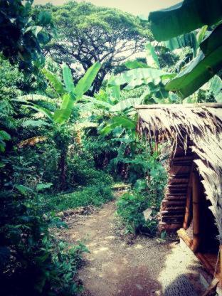 Ecocio Jungle Hostel