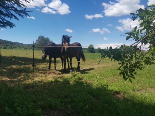 Apartments Tratincica